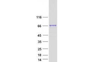 Western Blotting (WB) image for RUN Domain Containing 1 (RUNDC1) protein (Myc-DYKDDDDK Tag) (ABIN2731248)