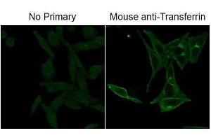 Immunofluorescence Microscopy of Mouse Anti-Fluorescein antibody. (Fluorescein 抗体)