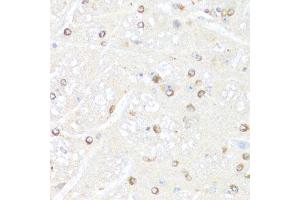 Immunohistochemistry of paraffin-embedded mouse brain using POLR2B antibody.