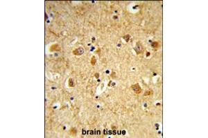 Formalin-fixed and paraffin-embedded human brain tissue reacted with DNM3 Antibody , which was peroxidase-conjugated to the secondary antibody, followed by DAB staining. (Dynamin 3 抗体  (AA 557-584))