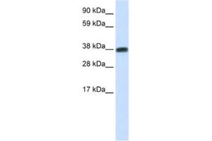 Western Blotting (WB) image for anti-DMRT-Like Family C2 (DMRTC2) antibody (ABIN2461518) (DMRTC2 抗体)