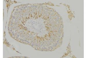 ABIN6268940 at 1/100 staining Mouse testis tissue by IHC-P. (HMOX1 抗体  (Internal Region))