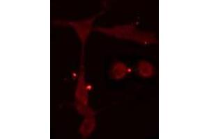 ABIN6275073 staining  Hela cells by IF/ICC. (POLR3A 抗体  (N-Term))