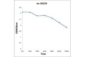 Antigen: 0. (ARAF 抗体  (pTyr301, pTyr302))