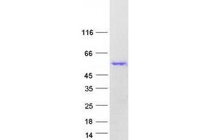 Western Blotting (WB) image for CUGBP, Elav-Like Family Member 2 (CELF2) (Transcript Variant 4) protein (Myc-DYKDDDDK Tag) (ABIN2712627)