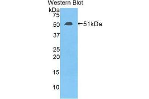 Western Blotting (WB) image for anti-Transcription Factor A, Mitochondrial (TFAM) (AA 43-244) antibody (ABIN3203097) (TFAM 抗体  (AA 43-244))