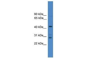 WB Suggested Anti-ARMC8  Antibody Titration: 0. (ARMC8 抗体  (N-Term))