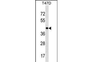 HOXD8 Antibody (C-term) (ABIN1536919 and ABIN2850170) western blot analysis in T47D cell line lysates (35 μg/lane). (HOXD8 抗体  (C-Term))