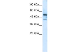 Western Blotting (WB) image for anti-Carbohydrate (N-Acetylglucosamine 6-O) Sulfotransferase 4 (CHST4) antibody (ABIN2461213) (CHST4 抗体)
