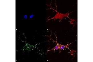 Immunocytochemistry/Immunofluorescence analysis using Mouse Anti-Synaptotagmin-7 Monoclonal Antibody, Clone S275-14 (ABIN1686633). (SYT7 抗体  (AA 150-239))