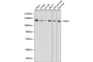 Western blot analysis of extracts of various cell lines using SND1 Polyclonal Antibody at dilution of 1:1000. (SND1 抗体)