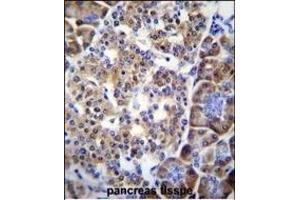 SMYD4 Antibody (C-term) (ABIN655528 and ABIN2845041) immunohistochemistry analysis in formalin fixed and paraffin embedded human pancreas tissue followed by peroxidase conjugation of the secondary antibody and DAB staining. (SMYD4 抗体  (C-Term))