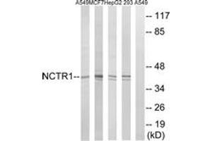 Western blot analysis of extracts from 293/HepG2/MCF-7/A549 cells, using NCR1 Antibody. (NCR1 抗体  (AA 145-194))