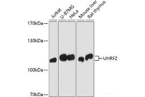 Western blot analysis of extracts of various cell lines using Uhrf2 Polyclonal Antibody at dilution of 1:1000. (UHRF2 抗体)