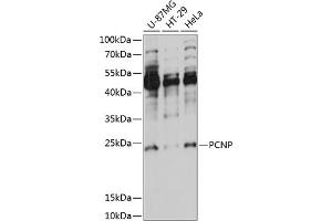 Western blot analysis of extracts of various cell lines, using PCNP antibody (ABIN7269256) at 1:1000 dilution. (PCNP 抗体  (AA 1-178))
