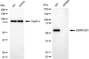 Western blotting analysis using SMARCD1 antibody (ABIN7800480).