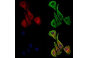 ABIN7094416 and ABIN7098463 staining Hela cells by IF/ICC. (PCNT 抗体  (C-Term))