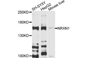 Western blot analysis of extracts of various cell lines, using NRXN1 antibody (ABIN6003772) at 1/1000 dilution. (Neurexin 1 抗体)