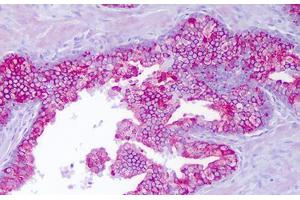 Anti-PTTG1IP antibody IHC staining of human prostate, epithelium. (PTTG1IP 抗体  (AA 116-165))