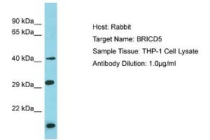 Host: Rabbit Target Name: BRICD5 Sample Type: THP-1 Whole Cell lysates Antibody Dilution: 1. (BRICD5 抗体  (N-Term))