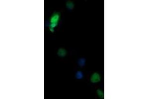 Image no. 7 for anti-Non-POU Domain Containing, Octamer-Binding (NONO) (AA 184-385) antibody (ABIN1491072)