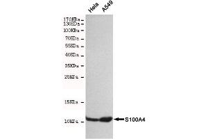 Western blot detection of S100A4 in Hela and A549 cell lysates using S100A4 mouse mAb(dilution 1:500). (s100a4 抗体)