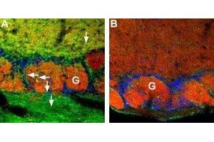 Expression of CNGA4 in mouse olfactory bulb - Immunohistochemical staining of CNGA4 channel in mouse olfactory bulb using Anti-CNGA4 Antibody (ABIN7043092 and ABIN7044985). (CNGA4 抗体  (Intracellular))