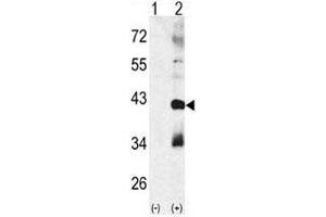 Western blot analysis of MAPK11 antibody and 293 cell lysate (2 ug/lane) either nontransfected (Lane 1) or transiently transfected with the MAPK11 gene (2). (MAPK11 抗体  (AA 133-161))