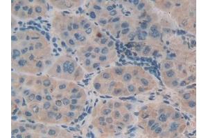 Immunohistochemistry (IHC) image for anti-Defensin, beta 1 (DEFB1) (AA 22-69) antibody (ABIN7433573)