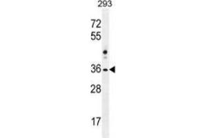 Western blot analysis in 293 cell line lysates (35ug/lane) using NKX1-2  Antibody  (N-term).