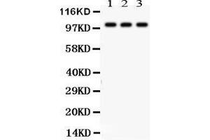 Anti-NAK antibody, Western blotting All lanes: Anti TBK1  at 0. (TBK1 抗体  (C-Term))