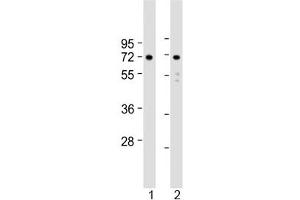 Western blot testing of human 1) U-251 MG and 2) U-87 MG cell lysate with APLP1 antibody at 1:2000. (APLP1 抗体  (AA 505-539))