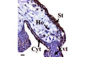 Image no. 1 for anti-Prokineticin 1 (Prok1) (N-Term) antibody (ABIN347051) (Prokineticin 1 抗体  (N-Term))