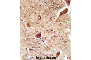 CORO7 antibody (N-term) immunohistochemistry analysis in formalin fixed and paraffin embedded human brain tissue followed by peroxidase conjugation of the secondary antibody and DAB staining. (Coronin 7 抗体  (N-Term))