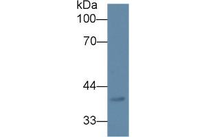 Western Blot; Sample: Mouse Lung lysate; Primary Ab: 1µg/ml Rabbit Anti-Human DPEP2 Antibody Second Ab: 0. (DPEP2 抗体  (AA 303-486))