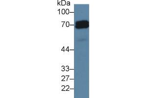 Western blot analysis of Human HeLa cell lysate, using Rat ALPP Antibody (5 µg/ml) and HRP-conjugated Goat Anti-Rabbit antibody ( (PLAP 抗体  (AA 68-313))