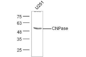 U251 lysates probed with CNPase Polyclonal Antibody, unconjugated  at 1:300 overnight at 4°C followed by a conjugated secondary antibody at 1:10000 for 60 minutes at 37°C. (Cnpase 抗体  (AA 151-250))
