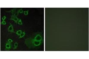 Immunofluorescence analysis of COS7 cells, using ADORA3 Antibody. (Adenosine A3 Receptor 抗体  (AA 269-318))