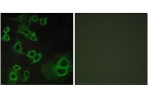 Immunofluorescence analysis of COS7 cells, using ADORA3 Antibody.