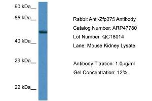 Western Blotting (WB) image for anti-Zinc Finger Protein 275 (ZNF275) (Middle Region) antibody (ABIN785380) (ZNF275 抗体  (Middle Region))