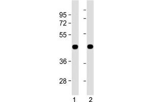 Western blot testing of 1) zebrafish lysate and 2) ZF4 cell lysate with zebrafish beta actin antibody.