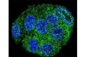 Confocal immunofluorescent analysis of FAT10 antibody with HepG2 cells followed by Alexa Fluor 488-conjugated goat anti-rabbit lgG (green). (UBD 抗体  (AA 120-153))