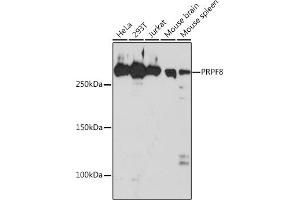 Western blot analysis of extracts of various cell lines, using PRPF8 Rabbit mAb (ABIN7269737) at 1:1000 dilution. (PRPF8 抗体)