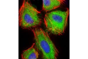 Immunofluorescent analysis of 4 % paraformaldehyde-fixed, 0. (ARPC5 抗体  (AA 67-101))