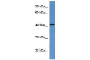 WB Suggested Anti-G6pc Antibody   Titration: 1. (G6PC 抗体  (N-Term))
