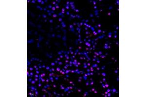 Immunofluorescence of paraffin embedded rat pancreatic using CITED4 (ABIN7073356) at dilution of 1:2200 (400x lens)
