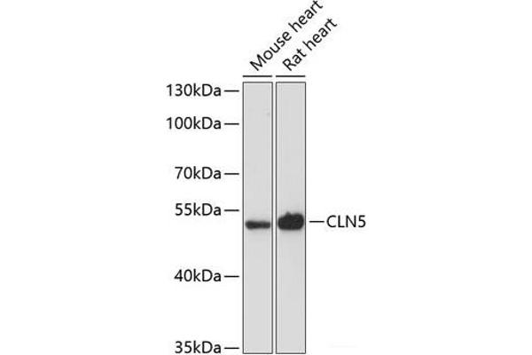 CLN5 抗体
