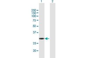 Western Blot analysis of VGLL1 expression in transfected 293T cell line by VGLL1 MaxPab polyclonal antibody. (VGLL1 抗体  (AA 1-258))