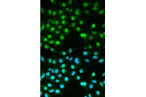 Immunofluorescence analysis of HeLa cells using PPP3CA antibody (ABIN5970422). (PPP3CA 抗体)