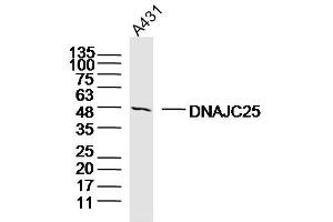 A431 lysates probed with DNAJC25 Polyclonal Antibody, Unconjugated  at 1:300 dilution and 4˚C overnight incubation. (DNAJC25 抗体  (AA 281-360))